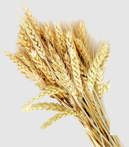 Z6���������ǲ�(�й���)���޹�˾����