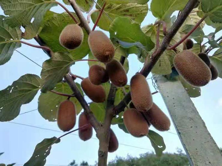 Z6���������ǲ�(�й���)���޹�˾����