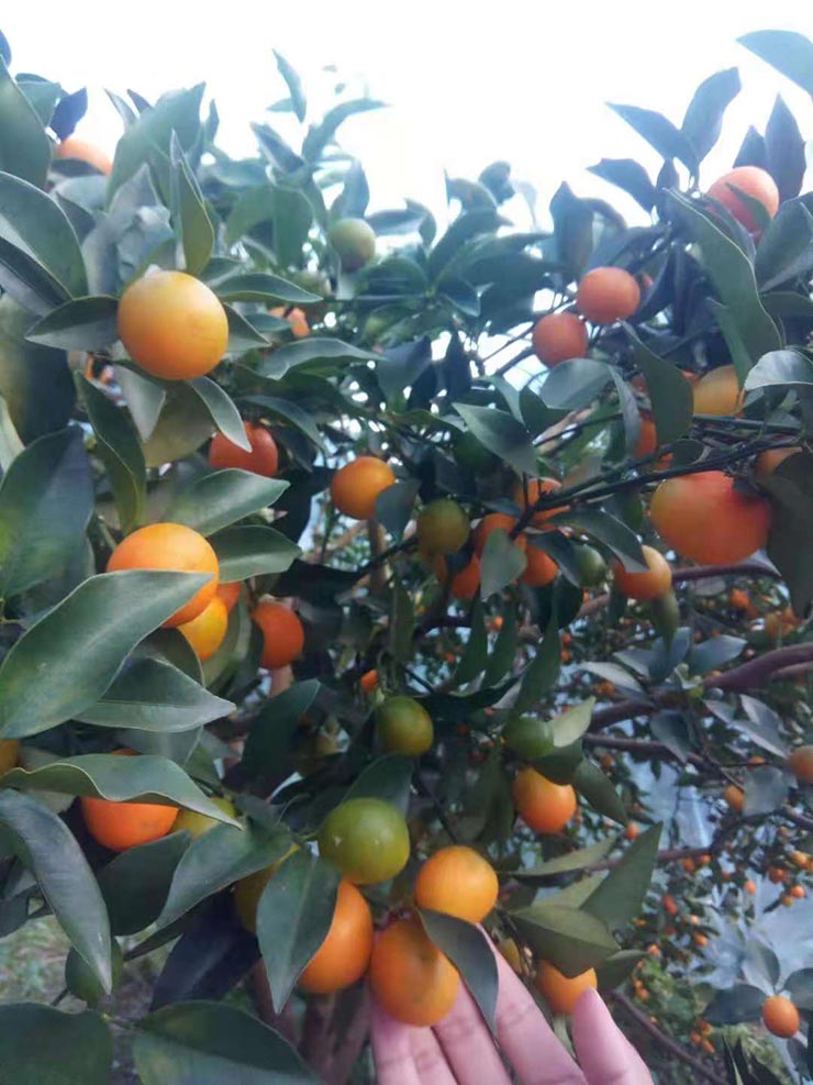 Z6���������ǲ�(�й���)���޹�˾����