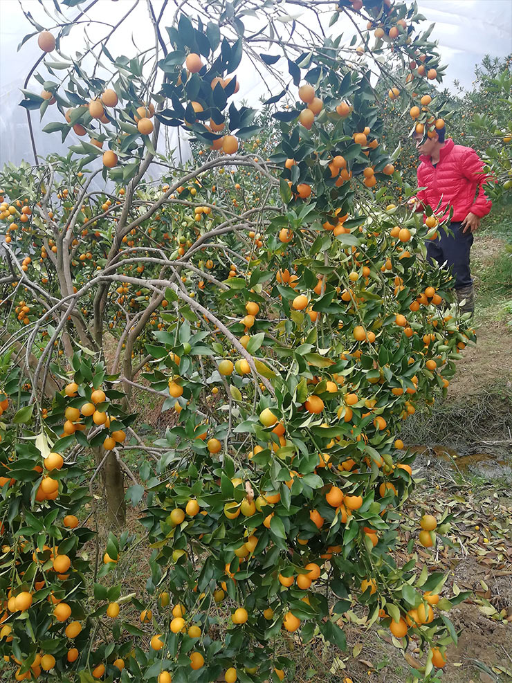 Z6���������ǲ�(�й���)���޹�˾����