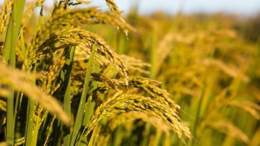 Z6���������ǲ�(�й���)���޹�˾����