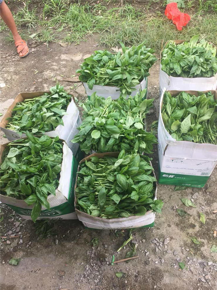 Z6���������ǲ�(�й���)���޹�˾����