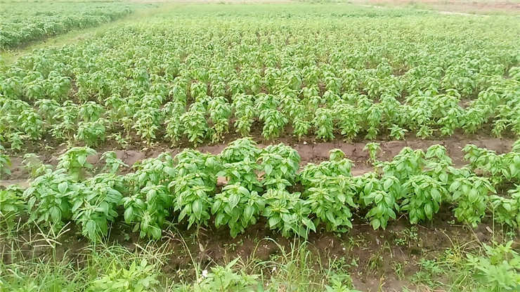 Z6���������ǲ�(�й���)���޹�˾����