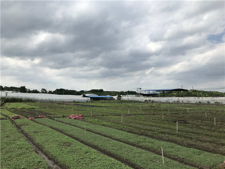 Z6���������ǲ�(�й���)���޹�˾����