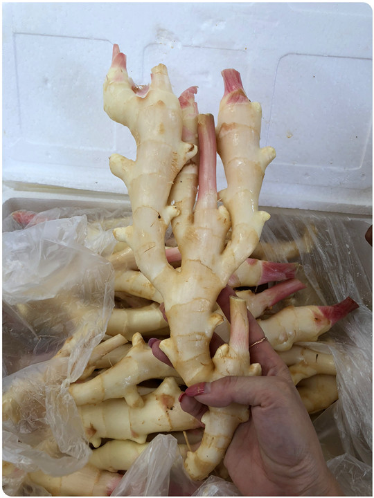 Z6���������ǲ�(�й���)���޹�˾����