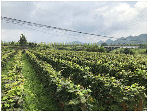 Z6���������ǲ�(�й���)���޹�˾����