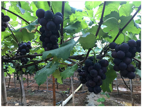 Z6���������ǲ�(�й���)���޹�˾����