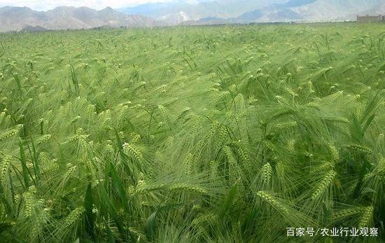 Z6���������ǲ�(�й���)���޹�˾����