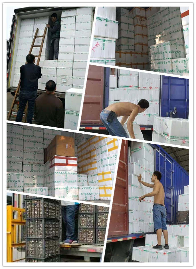 Z6���������ǲ�(�й���)���޹�˾����