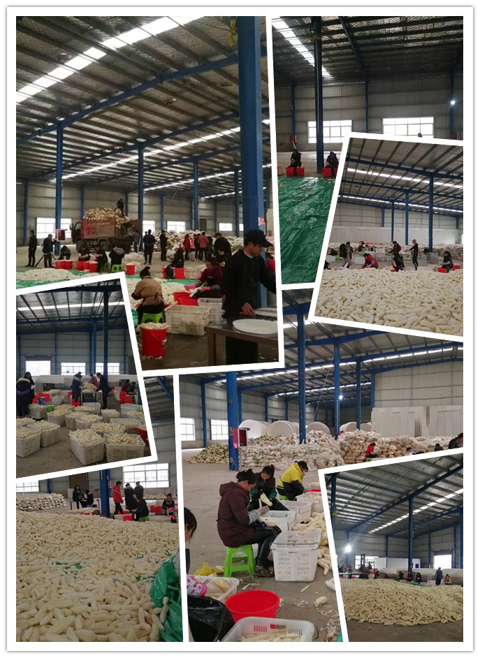 Z6���������ǲ�(�й���)���޹�˾����