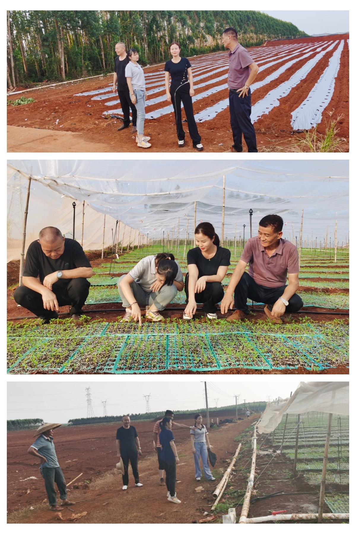 Z6���������ǲ�(�й���)���޹�˾����