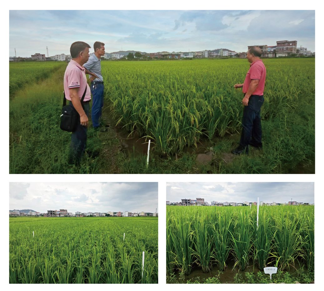 Z6���������ǲ�(�й���)���޹�˾����