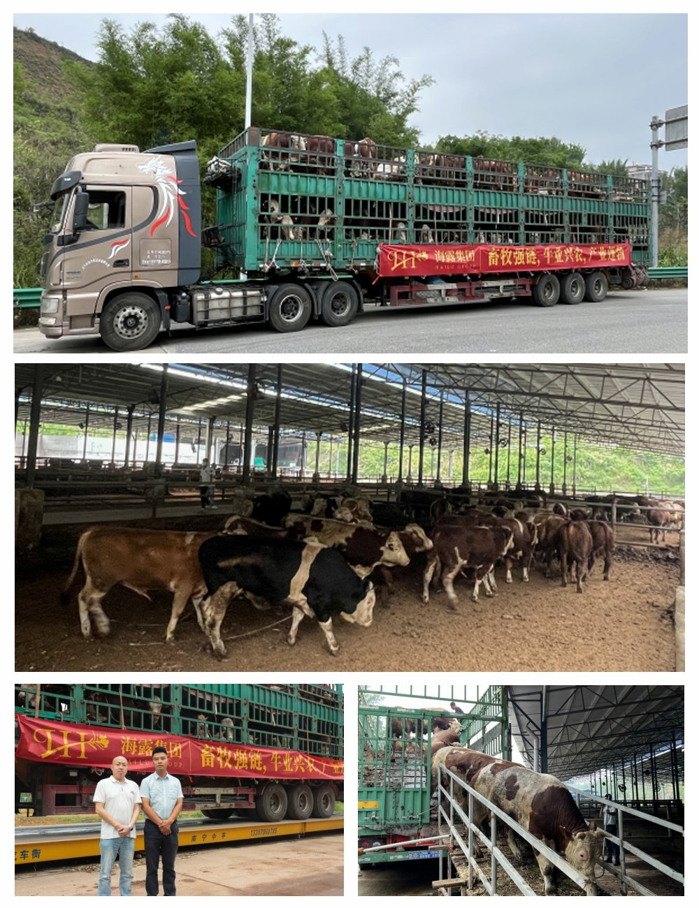 Z6���������ǲ�(�й���)���޹�˾����